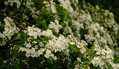 Beautiful Blooming hawthorn bush. Close-up of spring white flowers, abstract soft floral background.