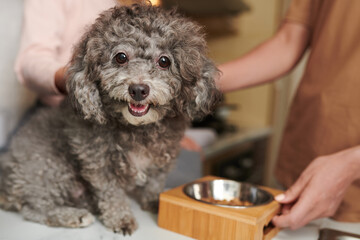 Adorable curly little dog sitting on kitchen counter next to her bowl