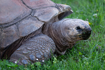 Fototapeta premium Aldabra giant tortoise, Aldabrachelys gigantea