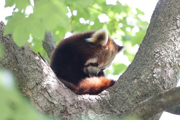 Cute red panda sitting on tree