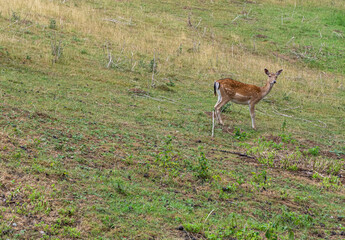 deer on a meadow in summer