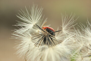 ladybug on dandelion