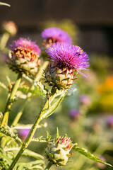 Blühende Artischocken in einem Garten