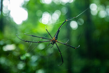 Indian Signature spider
Project Noah is a tool that nature lovers can use to explore and document local wildlife and a common technology platform that research groups can use