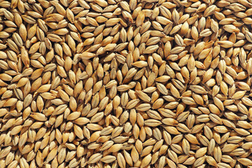 Barley, malt, rice grains texture for background. Organic natural food background with copy space for text, top view. Close up wheat grains flat lay. Healthy food macro concept.