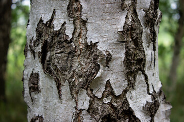 Fototapeta premium Silver Birch close up with nature in the background