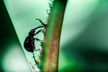 小さなゾウムシ