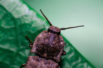 コメつきバッタ