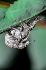 ヒメシロコブゾウムシ
