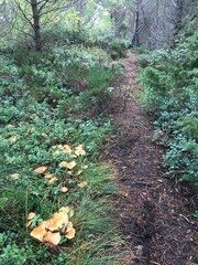 Fototapeta premium footpath in the woods