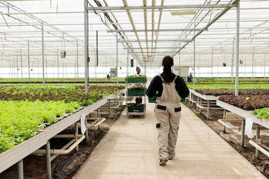 View from the back of greenhouse cultivator holding crate with bio lettuce grown without pesticides ready to deliver to small business. African american agricultural worker carrying salad harvest.