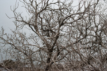 Fototapeta na wymiar Ramas de un árbol sin hojas en un acantilado