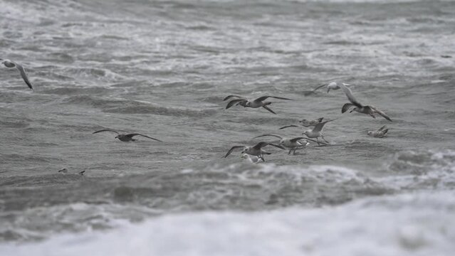 A dynamic tracking shot of a flock of migratory birds flying above and swimming on the surface of the waters to hunt for food. The strong winds due to the bad weather help them glide and soar.