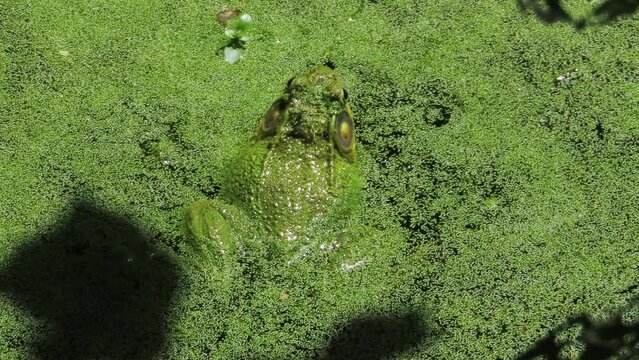 Close up large toad frog in green dirty algae water croaking ribbit