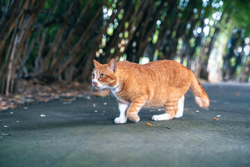Ginger cat sneaking forward, red cat stalking her prey in the garden.