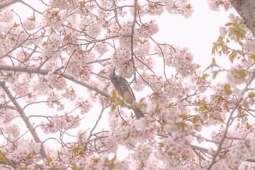 ムクドリと桜
