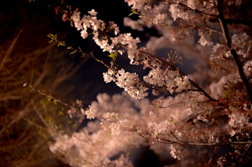 夜桜