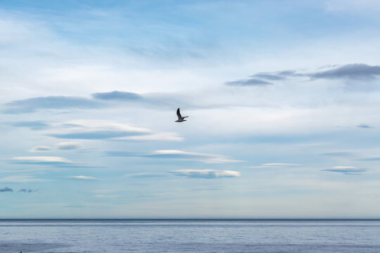 Gaviota sobrevolando el mar