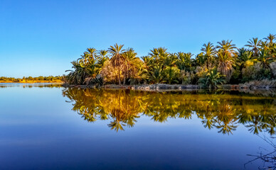 reflection of trees in the water