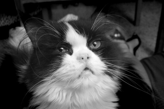 Retrato de gato persa en blanco y negro
