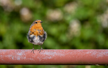 Robin on fence