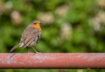 robin on a fence