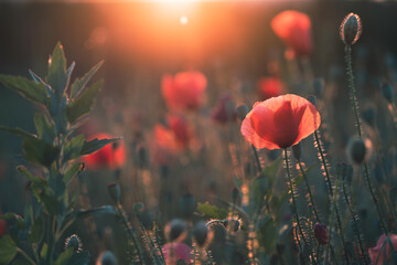 Summer sunset over beautiful poppy meadow. - obrazy, fototapety, plakaty