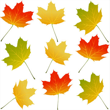 pattern red and yellow maple leaves isolated on white background.