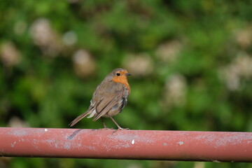 robin on a fence