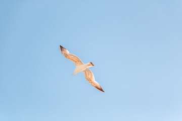 A seagull flying in the blue sky of the port of Rafina in Athens Greece
