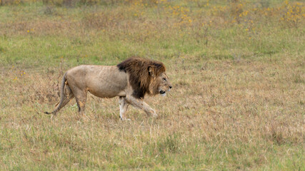 Lion in Serengeti National Park Tansania