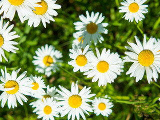 White bright chamomile flowers against the background of a summer landscape. Wildflowers outdoors closeup