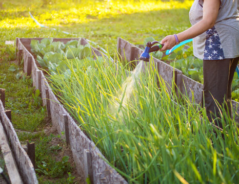Watering vegetables in the garden with a watering hose, vegetable garden. Gardening concept