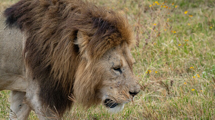Lion in Serengeti National Park Tansania