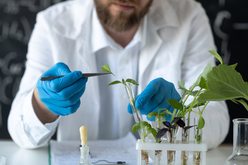 Male biochemist working in the lab on plants. Biotechnologist is researching leaves with tweezers....