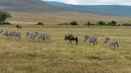 Naklejka na ściany i meble wildebeast and zebras in row in serengeti national park tansania