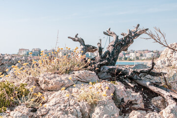 Twisted and burnt branches and lawn wild flowers close to Rafina port Athens Greece