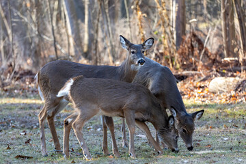 Naklejka na ściany i meble The white-tailed deer (Odocoileus virginianus), also known as the whitetail or Virginia deer