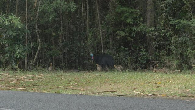 Mother Cassowary And Its Chicks Foraging For Food On The Forest Ground. wide