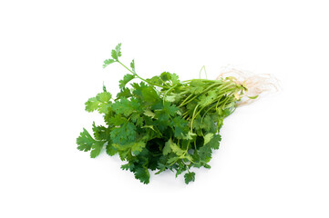 Coriandrum sativum isolated on white background.Vegetables for flavoring food.
