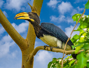 African Pied Hornbill (Tockus fasciatus) adult, perched in tree. Lives in Gambia, Uganda and...