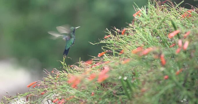 The blue-chinned sapphire hummingbird on the firecracker plant - a slow-motion shot