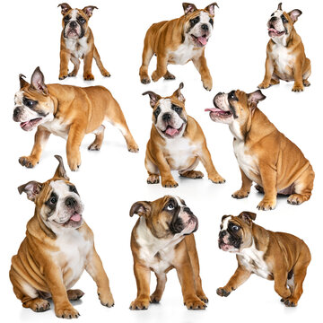 Set with images of cute purebred dog, english bulldog isolated over white background. Concept of beauty, breed, pets, animal life.