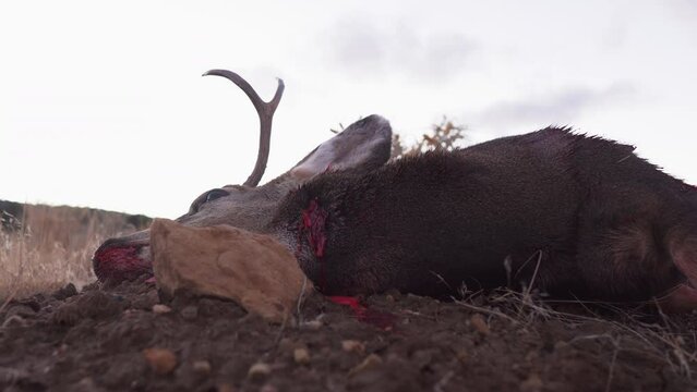 A dead deer with antlers lays on the ground after having been shot and killed by a hunter, static profile shot