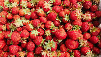 Juicy, fresh red ripe strawberries picked in a box. July is the beginning of summer