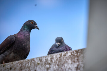 Tauben auf einer Mauer in der Stadt