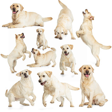 Set with images of big adorable purebred dog, Labrador isolated over white background. Concept of beauty, breed, pets, animal life.