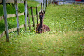 Lama auf einer Wiese beim Holzzaun  © Olgierd Kajak