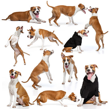 Set with images of cute purebred dog, staffordshire terrier isolated over white background. Concept of beauty, breed, pets, animal life.