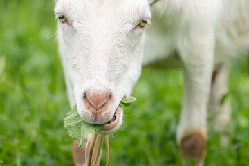 Obraz premium 葉っぱを食べるヤギ